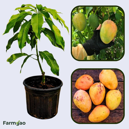 Pineapple Pleasure Mango Aam Grafted Healthy Fruit Plant