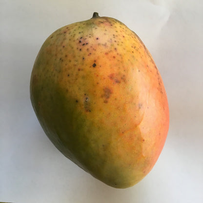 Pineapple Pleasure Mango Aam Grafted Healthy Fruit Plant