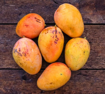 Pineapple Pleasure Mango Aam Grafted Healthy Fruit Plant