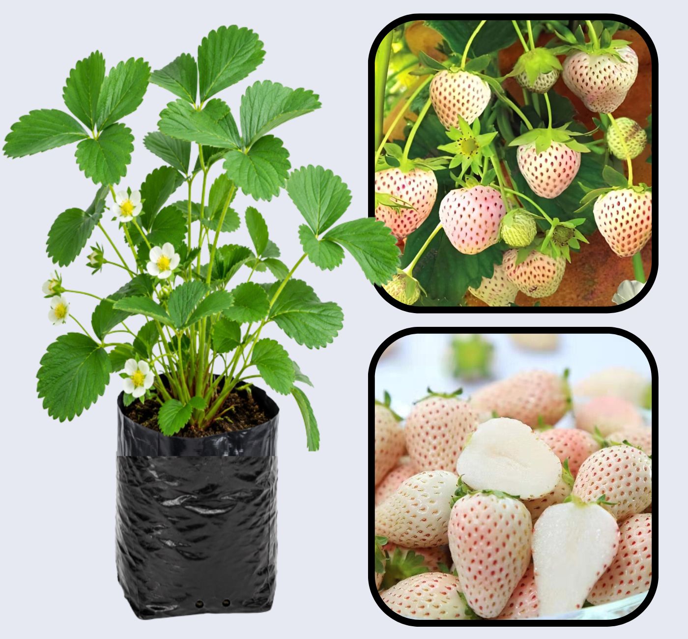 Pineberry Strawberry Healthy Sweet Home Garden Kitchen Garden Terrace Balcony Fruit Plant