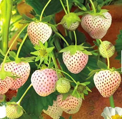 Pineberry Strawberry Healthy Sweet Home Garden Kitchen Garden Terrace Balcony Fruit Plant