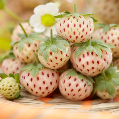Pineberry Strawberry Healthy Sweet Home Garden Kitchen Garden Terrace Balcony Fruit Plant
