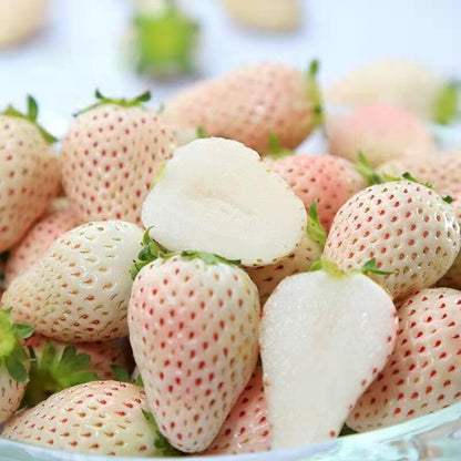 Pineberry Strawberry Healthy Sweet Home Garden Kitchen Garden Terrace Balcony Fruit Plant