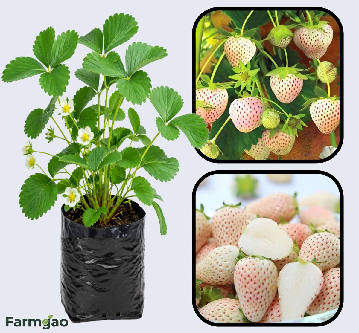 Pineberry Strawberry Healthy Sweet Home Garden Kitchen Garden Terrace Balcony Fruit Plant