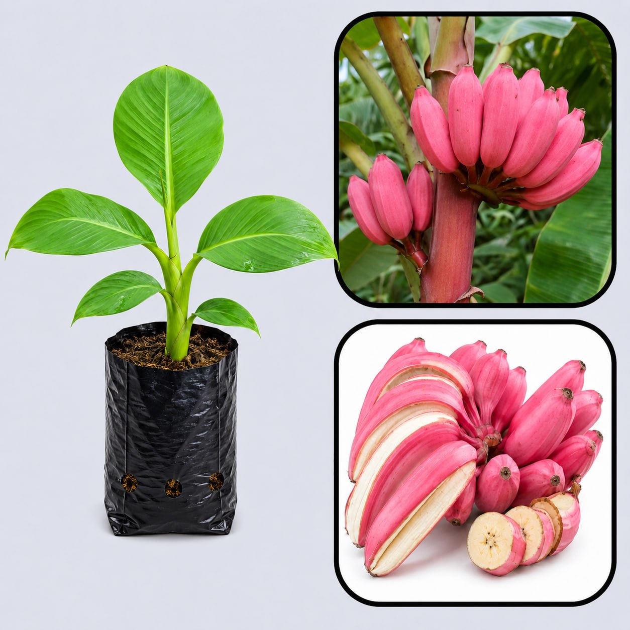 Pink Banana (Musa velutina) Healthy Sweet Tissue Cultured Fruit Plant