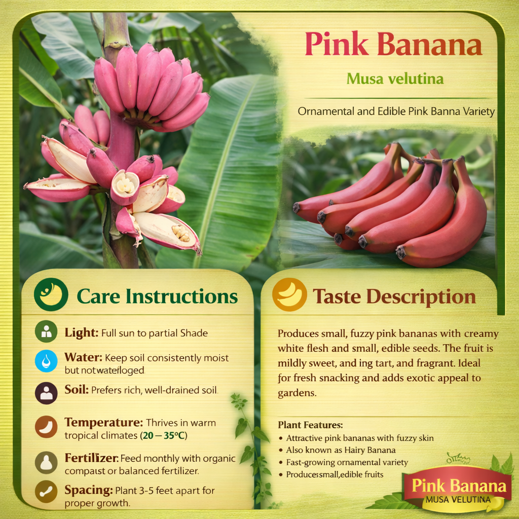 Pink Banana (Musa velutina) Healthy Sweet Tissue Cultured Fruit Plant
