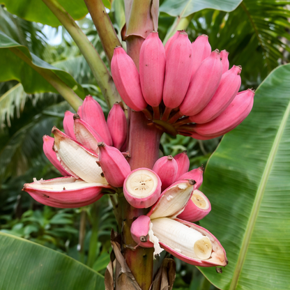 Pink Banana (Musa velutina) Healthy Sweet Tissue Cultured Fruit Plant