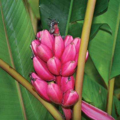 Pink Banana (Musa velutina) Healthy Sweet Tissue Cultured Fruit Plant