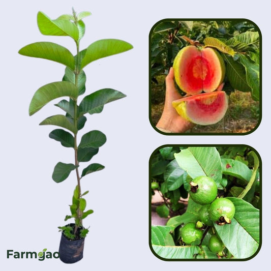 Pink Crunch Guava Air Layered Healthy Fruit Plant
