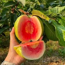 Pink Crunch Guava Air Layered Healthy Fruit Plant