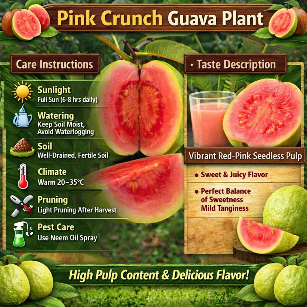 Pink Crunch Guava Air Layered Healthy Fruit Plant