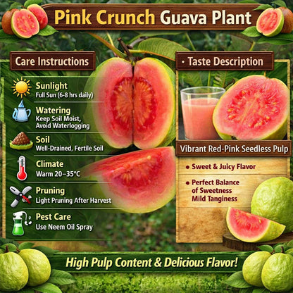 Pink Crunch Guava Air Layered Healthy Fruit Plant