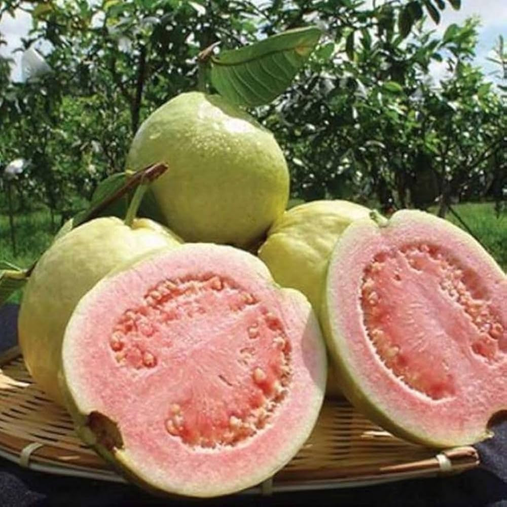 Pink Crunch Guava Air Layered Healthy Fruit Plant