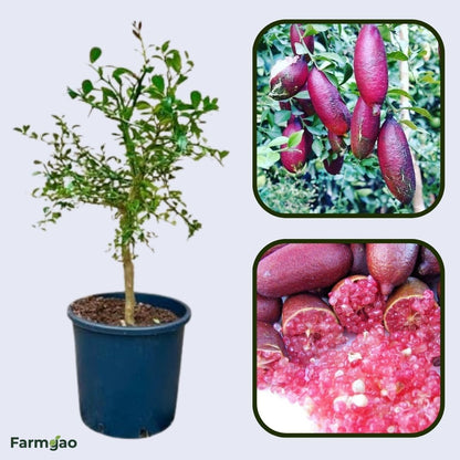 Pink Ice Finger LimePlant Live Nimbu Tree Kagzi Lemon Citrus Limon Fruit Plant