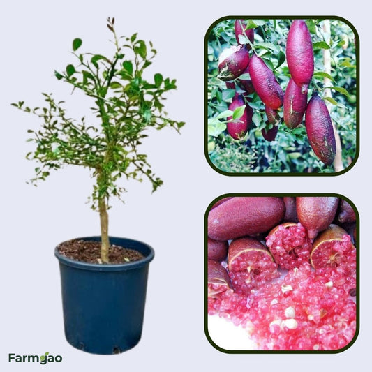 Pink Ice Finger LimePlant Live Nimbu Tree Kagzi Lemon Citrus Limon Fruit Plant