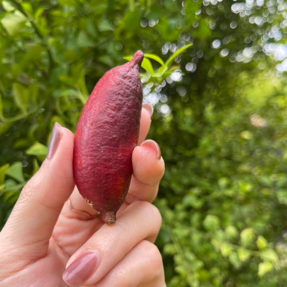 Pink Ice Finger LimePlant Live Nimbu Tree Kagzi Lemon Citrus Limon Fruit Plant