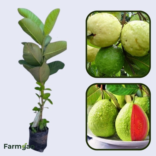 Pink Supreme Guava Air Layered Healthy Fruit Plant