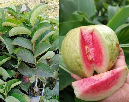 Pink Supreme Guava Air Layered Healthy Fruit Plant