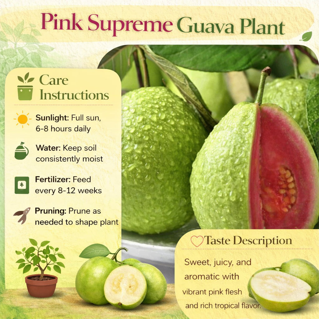 Pink Supreme Guava Air Layered Healthy Fruit Plant
