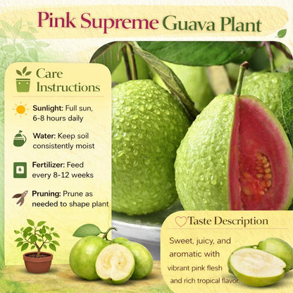 Pink Supreme Guava Air Layered Healthy Fruit Plant