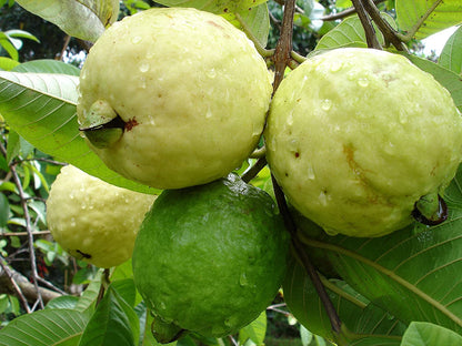 Pink Supreme Guava Air Layered Healthy Fruit Plant
