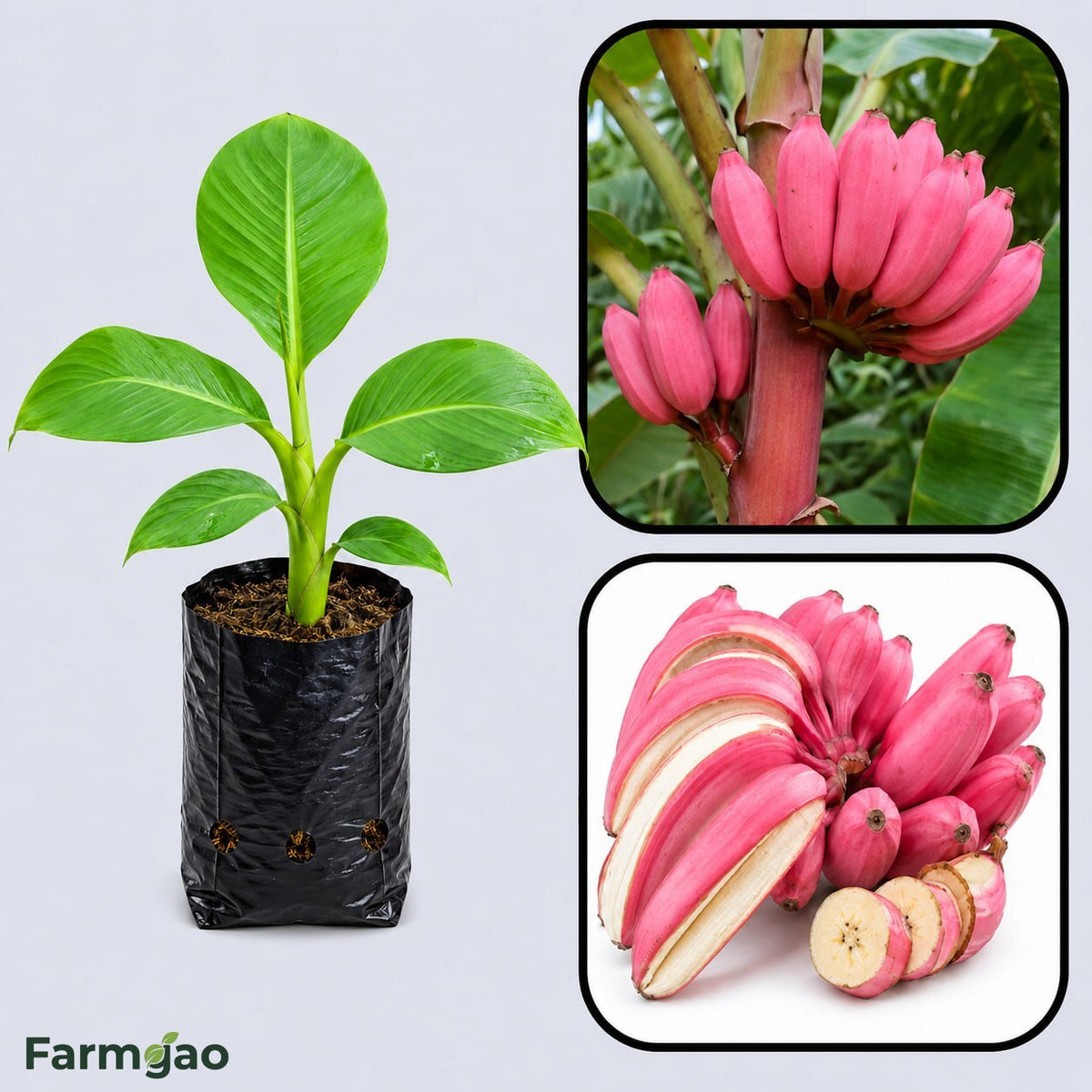 Pink Banana (Musa velutina) Healthy Sweet Tissue Cultured Fruit Plant