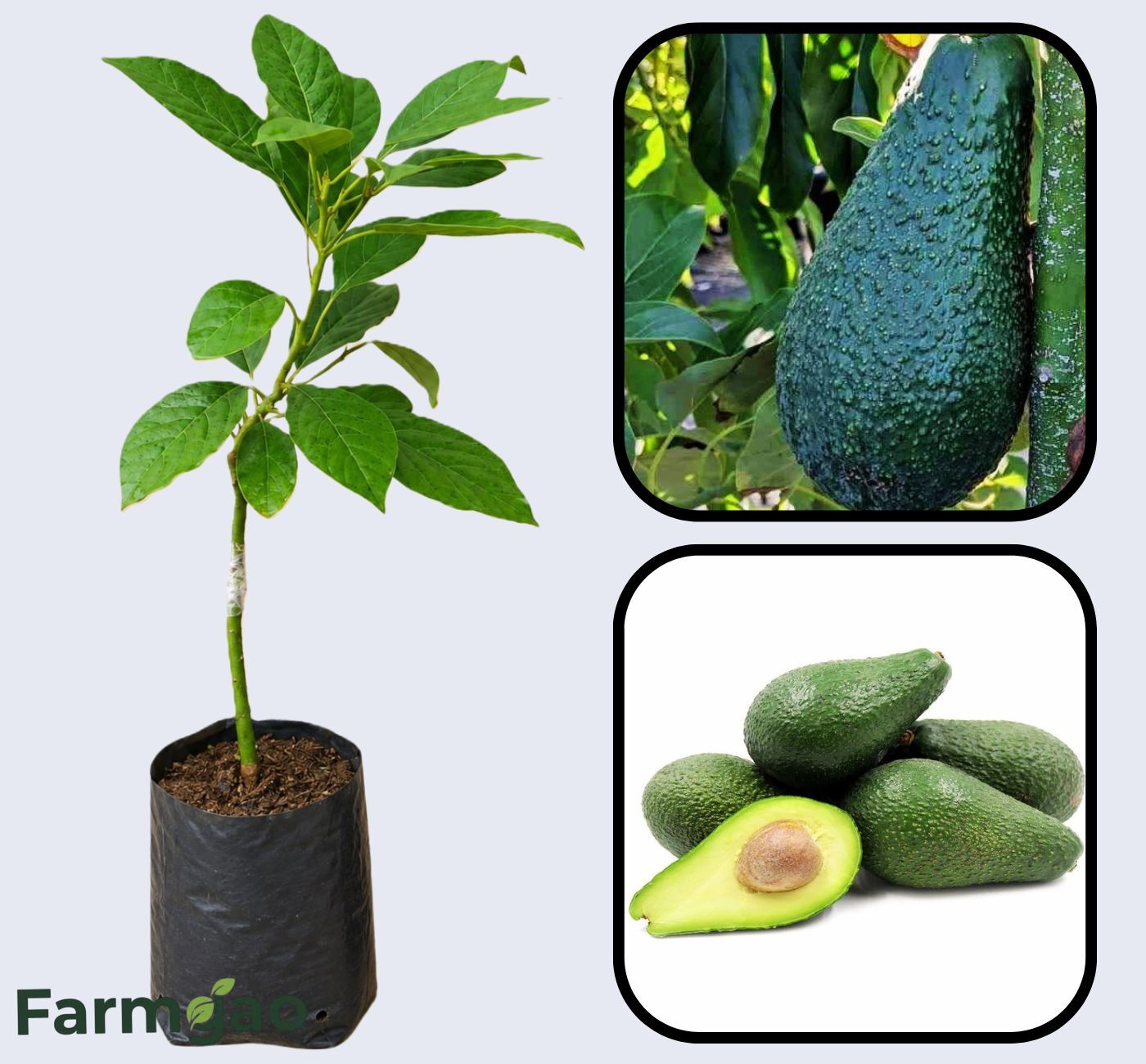 Pinkerton Avocado Grafted Healthy Fruit Plant
