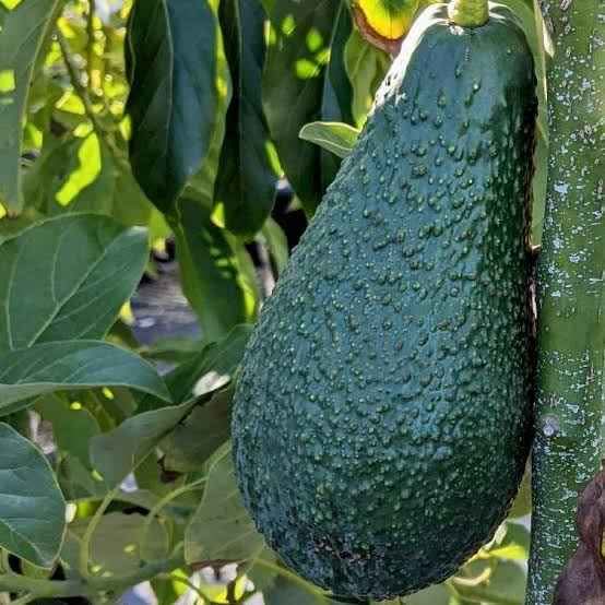 Pinkerton Avocado Grafted Healthy Fruit Plant