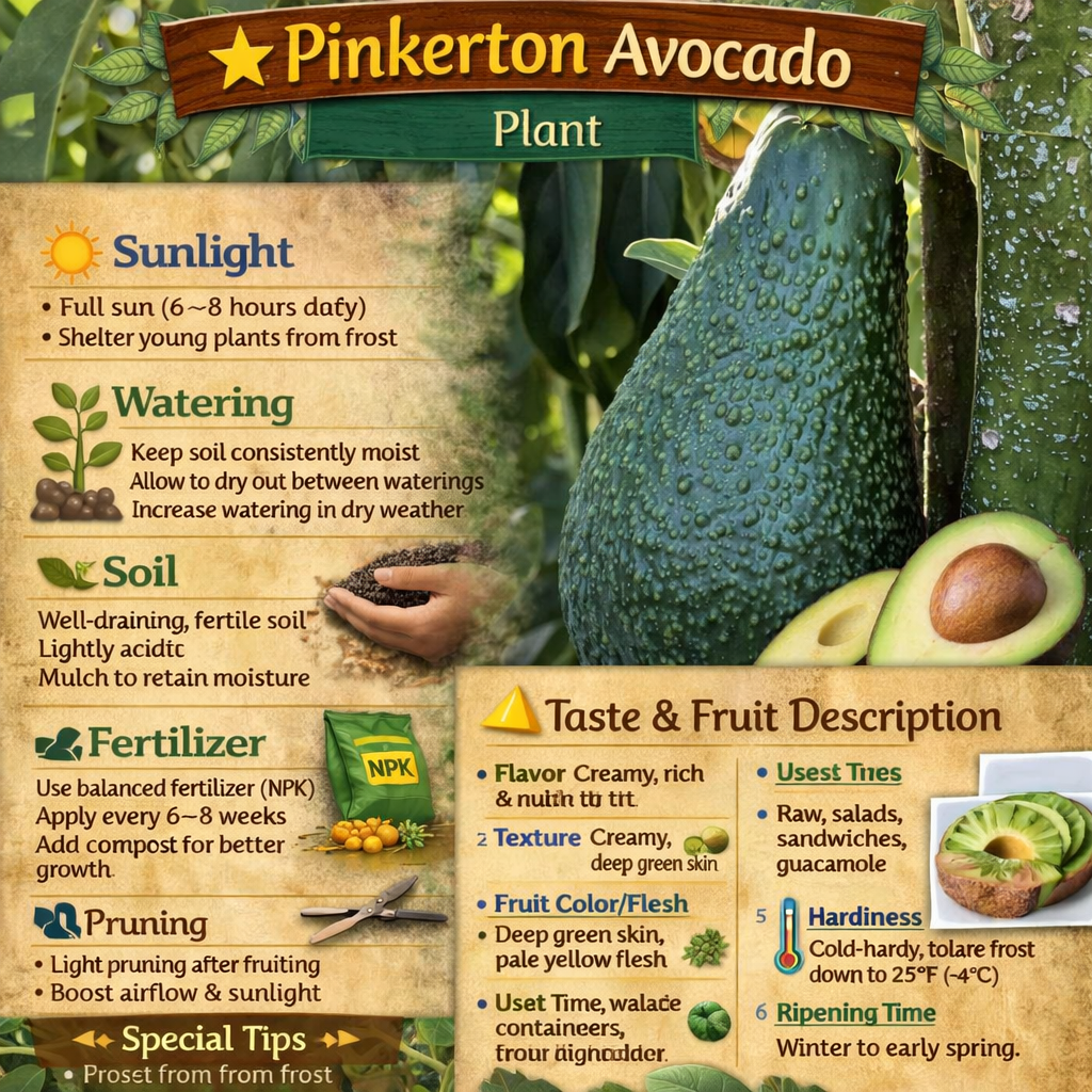 Pinkerton Avocado Grafted Healthy Fruit Plant