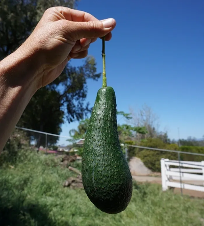 Pinkerton Avocado Grafted Healthy Fruit Plant