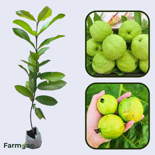 Piracicaba Guava Air Layered Healthy Fruit Plant