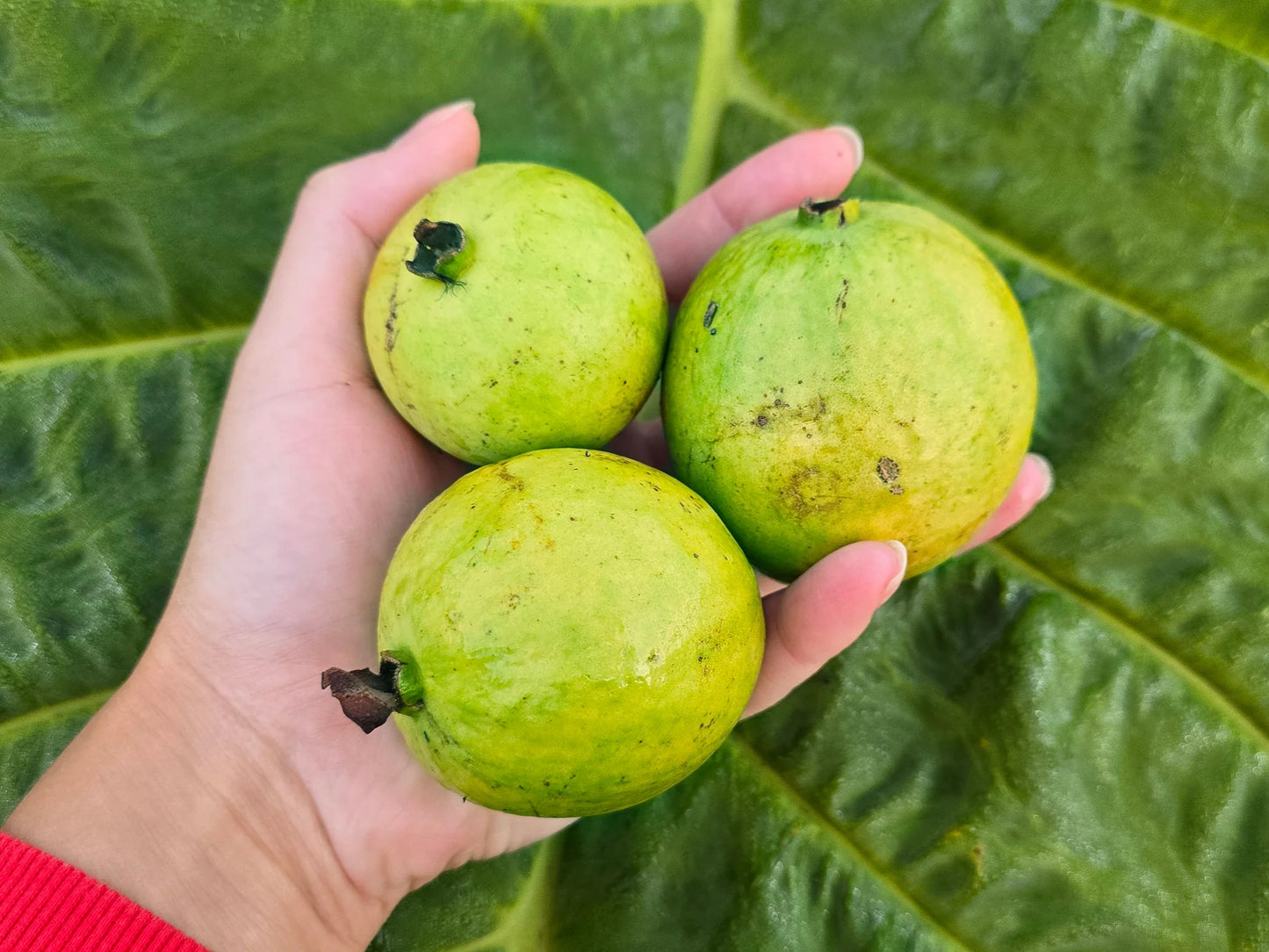 Piracicaba Guava Air Layered Healthy Fruit Plant