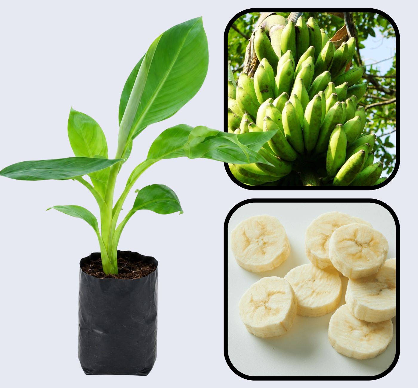 Pisang Awak Banana Healthy Sweet Tissue Cultured Fruit Plant