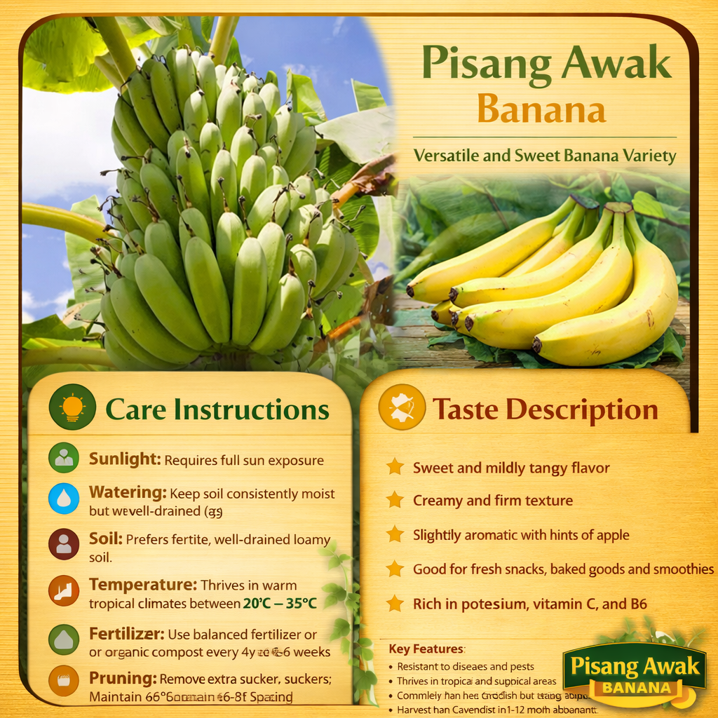 Pisang Awak Banana Healthy Sweet Tissue Cultured Fruit Plant