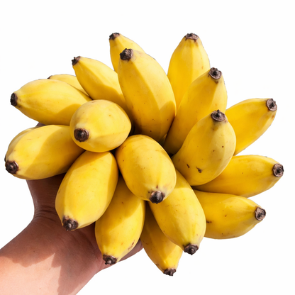 Pisang Awak Banana Healthy Sweet Tissue Cultured Fruit Plant