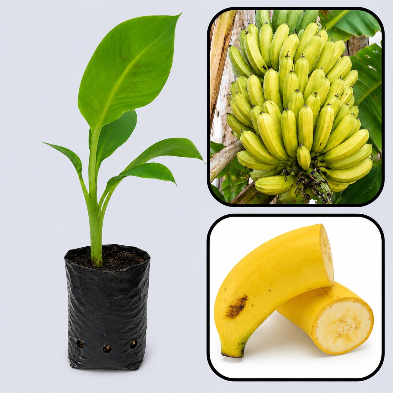 Pisang Mas Banana Healthy Sweet Tissue Cultured Fruit Plant