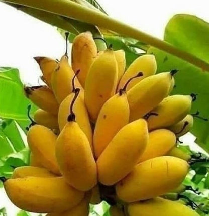 Pisang Mas Banana Healthy Sweet Tissue Cultured Fruit Plant