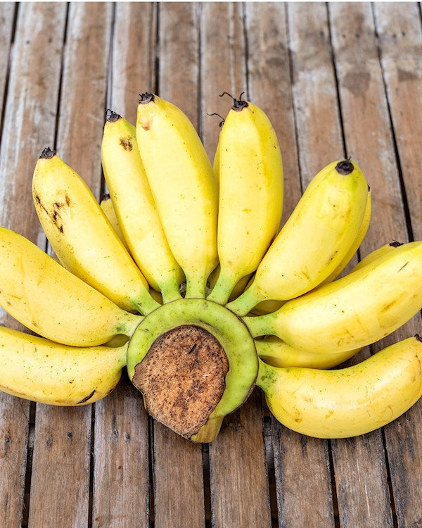 Pisang Mas Banana Healthy Sweet Tissue Cultured Fruit Plant
