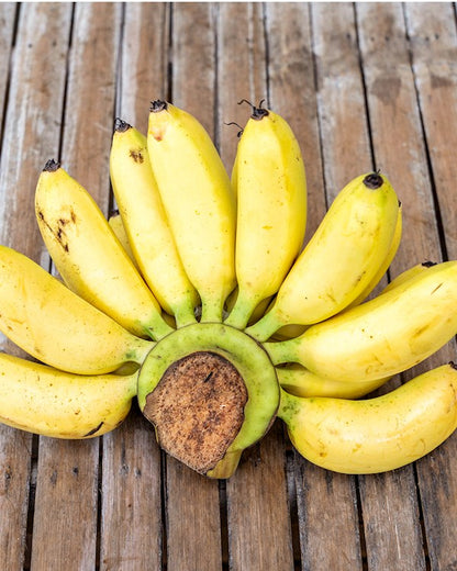 Pisang Mas Banana Healthy Sweet Tissue Cultured Fruit Plant