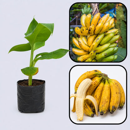 Pisang Raja Banana Healthy Sweet Tissue Cultured Fruit Plant