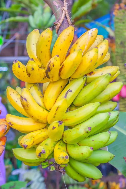 Pisang Raja Banana Healthy Sweet Tissue Cultured Fruit Plant