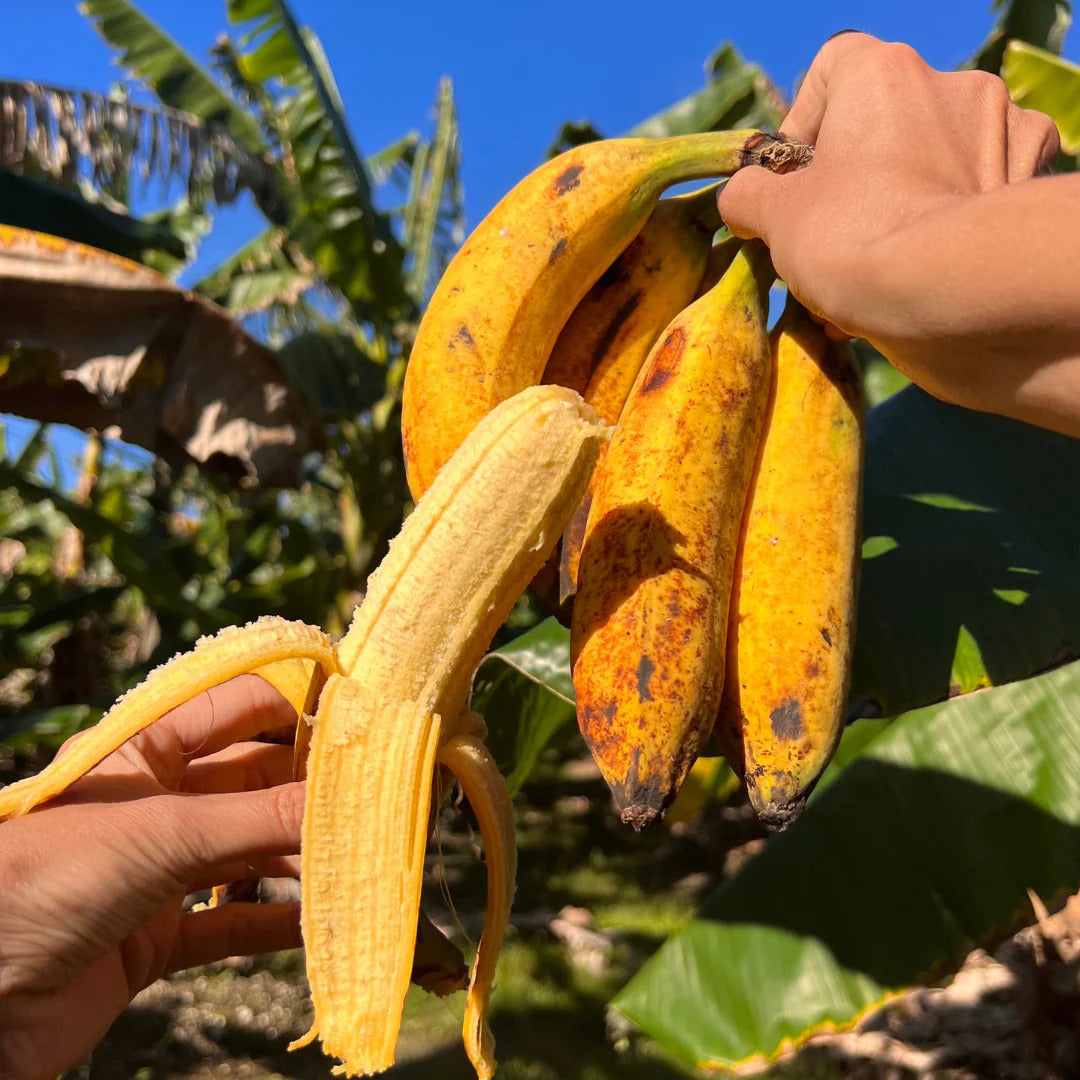 Pisang Raja Banana Healthy Sweet Tissue Cultured Fruit Plant