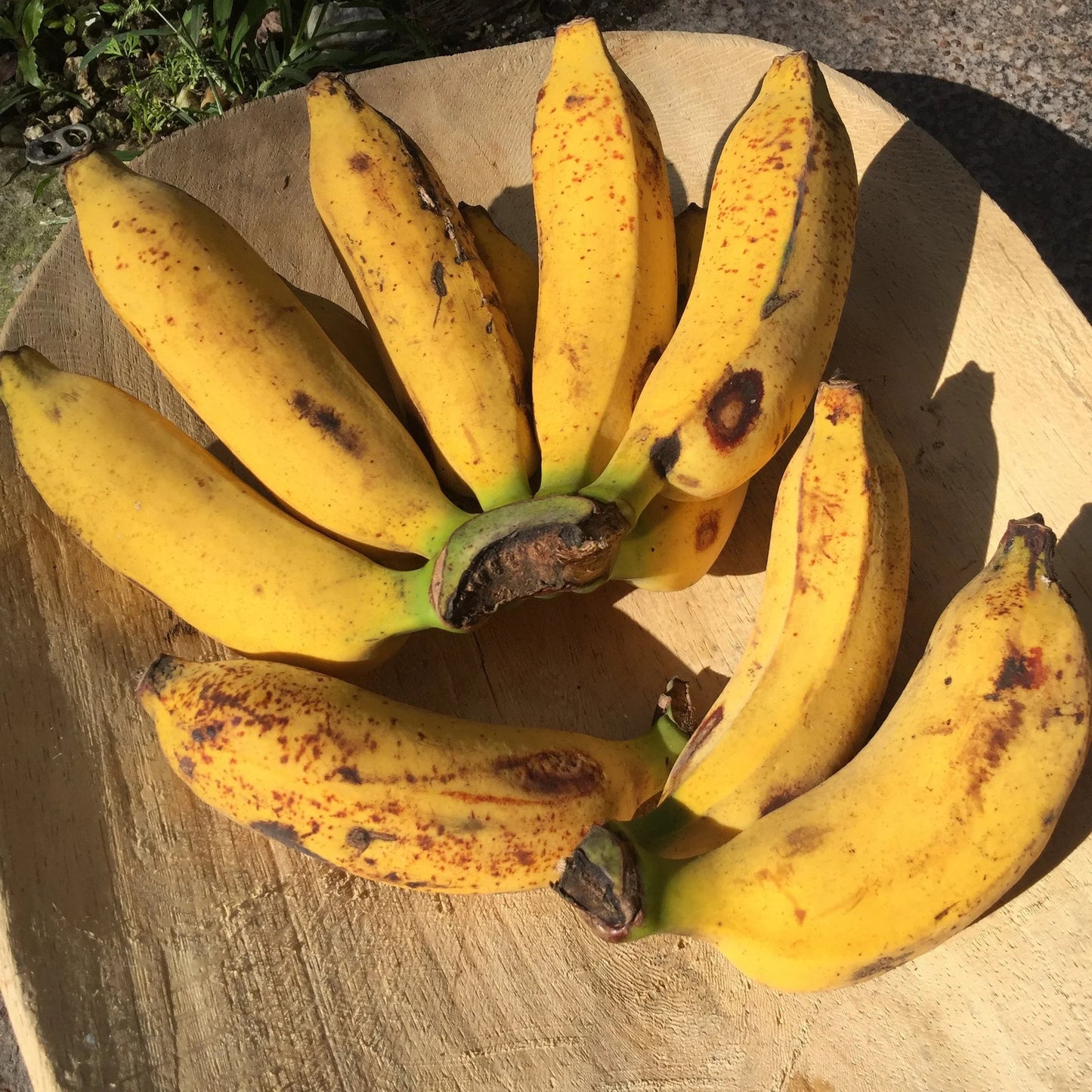 Pisang Raja Banana Healthy Sweet Tissue Cultured Fruit Plant