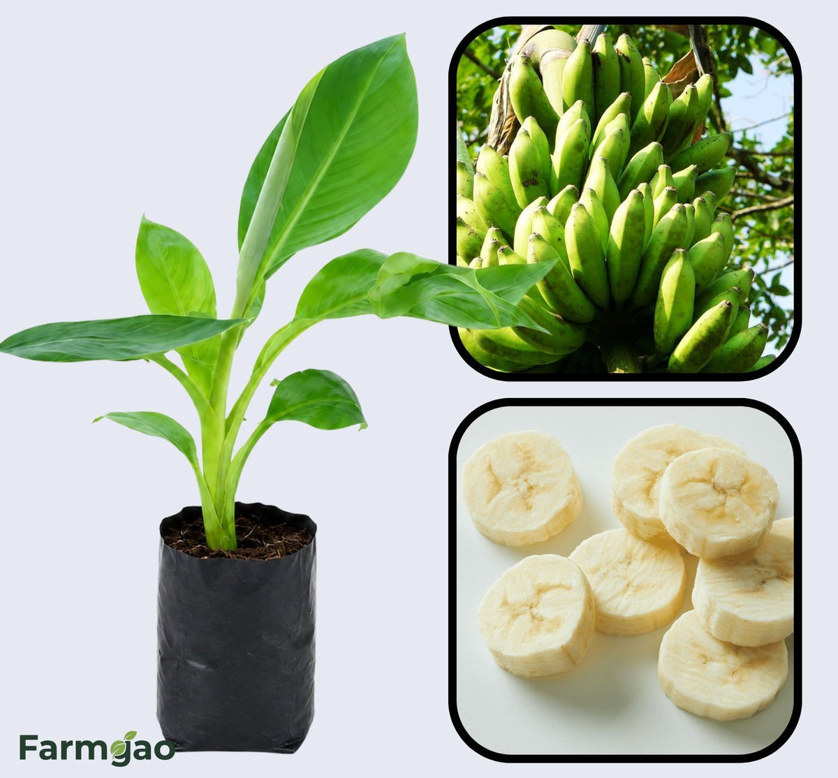 Pisang Awak Banana Healthy Sweet Tissue Cultured Fruit Plant