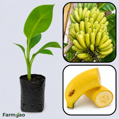 Pisang Mas Banana Healthy Sweet Tissue Cultured Fruit Plant