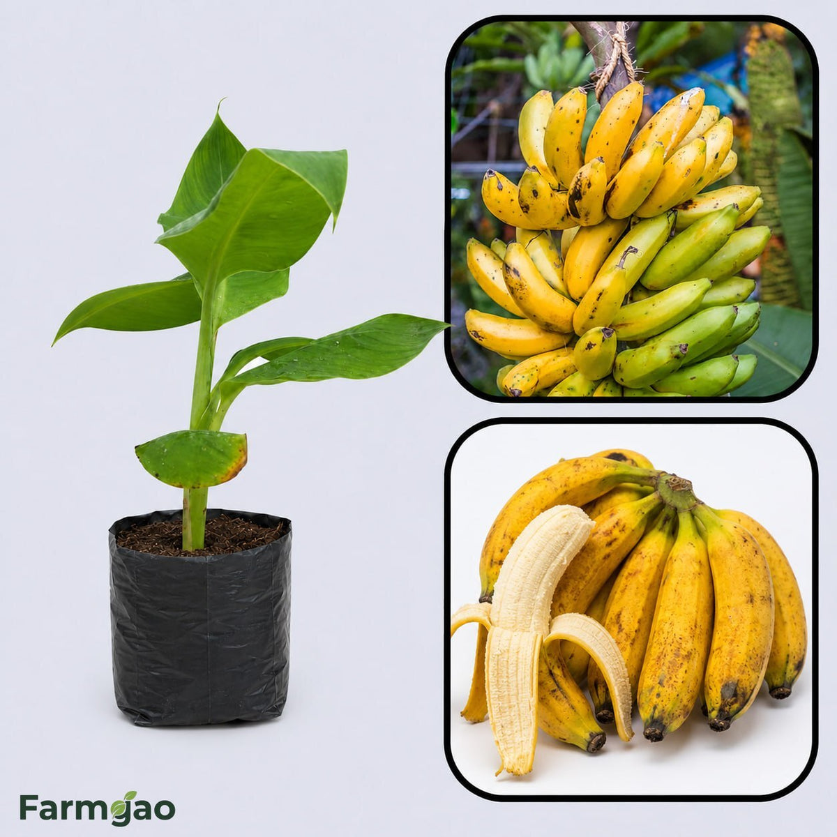 Pisang Raja Banana Healthy Sweet Tissue Cultured Fruit Plant