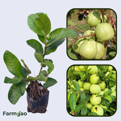 Planalto Guava Air Layered Healthy Fruit Plant