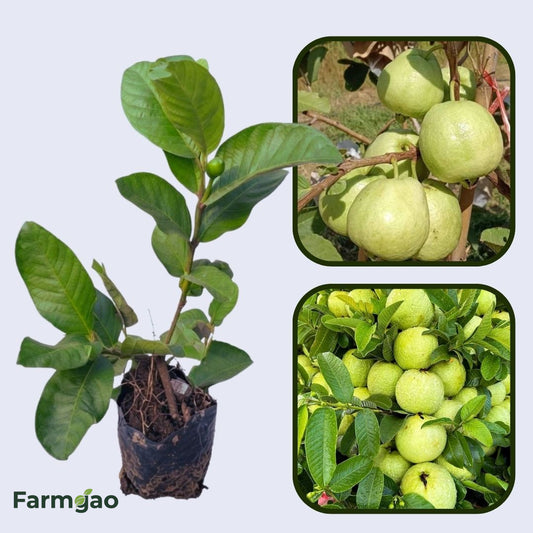 Planalto Guava Air Layered Healthy Fruit Plant