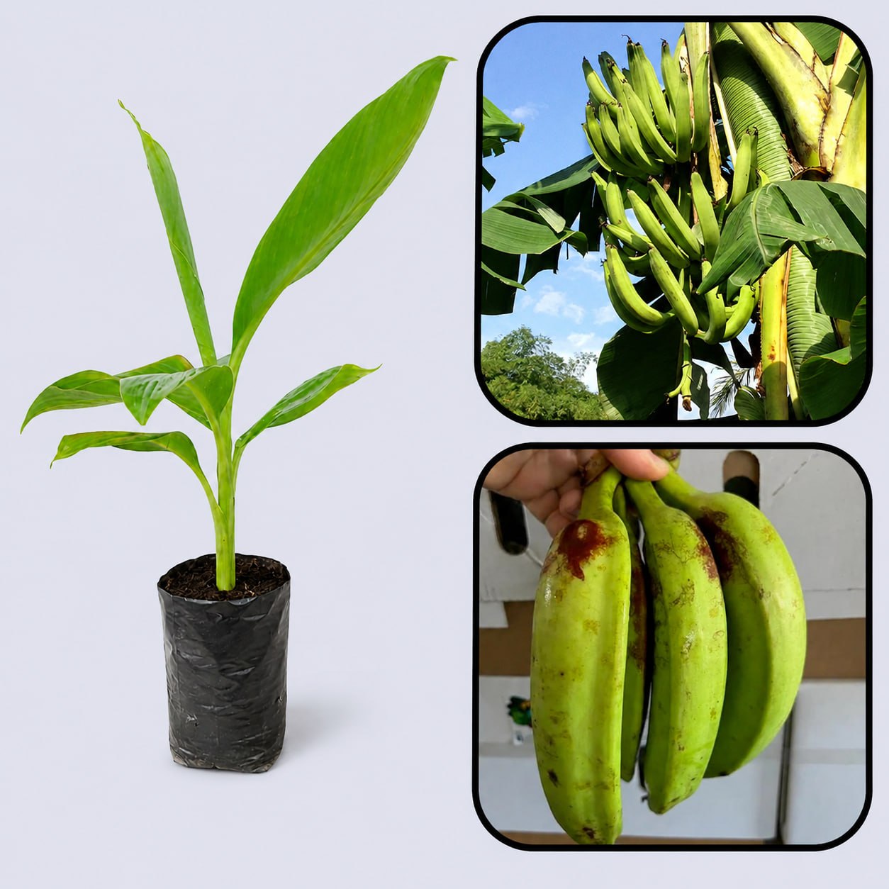 Plantain (Horn Plantain) Banana Healthy Sweet Tissue Cultured Fruit Plant