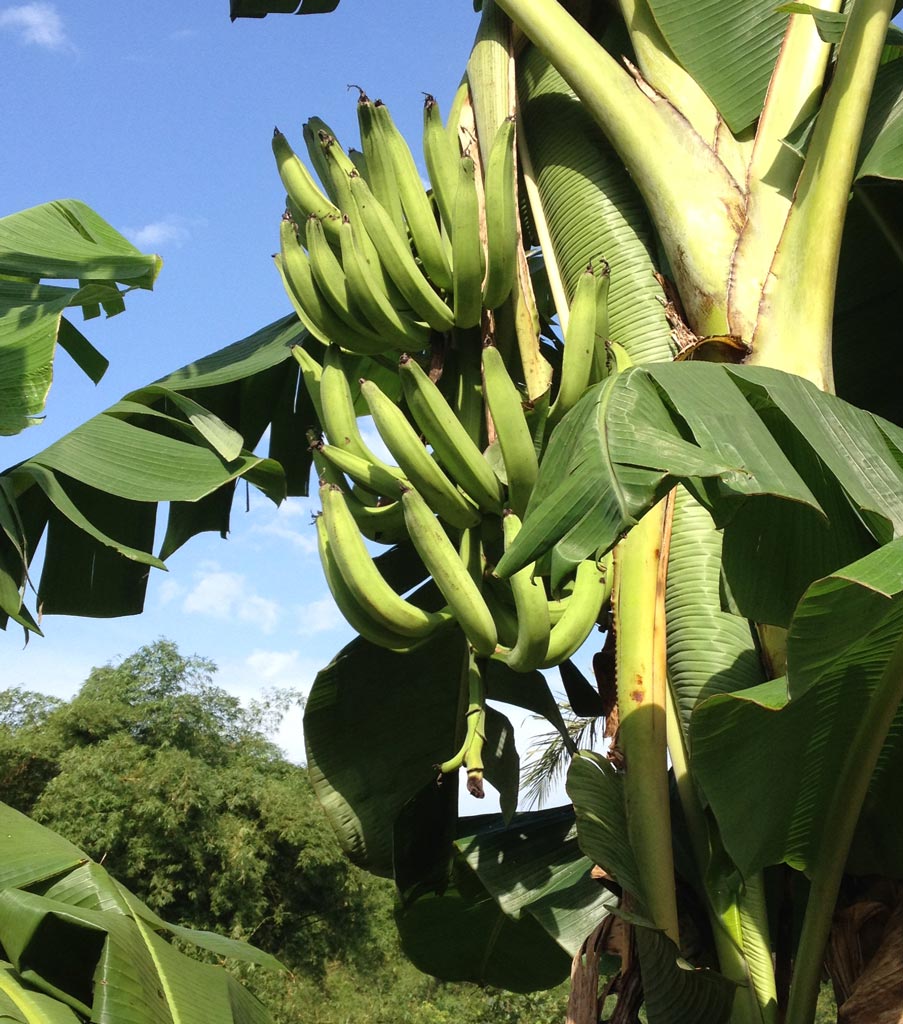 Plantain (Horn Plantain) Banana Healthy Sweet Tissue Cultured Fruit Plant